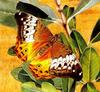Cruiser Butterfly (Vindula arsinoe) female