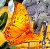 Cruiser Butterfly (Vindula arsinoe) male
