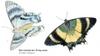 Queensland Day-flying Moth (Alcides zodiaca)