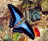 Blue Triangle Butterfly (Graphium sarpedon choredon)