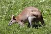 Agile Wallaby (Macropus agilis) - Wiki