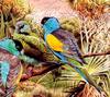 Hooded Parrot (Psephotus dissimilis) - Wiki