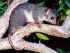 Scaly-tailed Possum (Wyulda squamicaudata) - Wiki