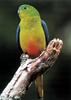 Orange-bellied Parrot (Neophema chrysogaster) - Wiki