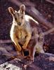 Black-flanked Rock-wallaby (Petrogale lateralis)