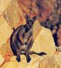 Black-flanked Rock-wallaby (Petrogale lateralis) - Wiki