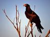 Wedge-tailed Eagle (Aquila audax) - Wiki