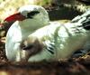 Red-tailed Tropicbird (Phaethon rubricauda) - Wiki