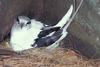 White-tailed Tropicbird (Phaethon lepturus) - Wiki