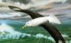 Wandering Albatross (Diomedea exulans) - Wiki