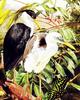 Pied Heron (Ardea picata) - Wiki