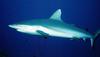 Gray Reef Shark (Carcharhinus amblyrhynchos) - Wiki