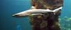 Blacktip Reef Shark (Carcharhinus melanopterus) - Wiki