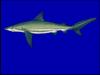 Caribbean Reef Shark (Carcharhinus perezii) - Wiki