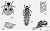 Two-spotted Lady Beetle (Adalia bipunctata) life cycle