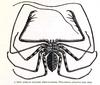 Tailless Whip Scorpion (Titanodamon johnstoni)