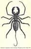 Whip Scorpion (Thelyphonus doriae hosei) illust