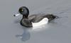 Tufted Duck (Aythya fuligula) - Wiki