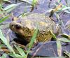 Boreal Digging Frog (Kaloula borealis) - 맹꽁이