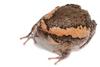 Banded Bull Frog (Kaloula pulchra) - Wiki