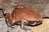 Sheep Frog (Hypopachus variolosus) - Wiki
