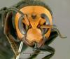 Asian Giant Hornet (Vespa mandarinia) - Wiki