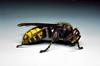 European Hornet (Vespa crabro) - Wiki