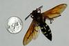 Cicada Killer Wasp (Sphecius speciosus) - Wiki