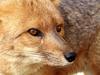 Culpeo, Patagonian Fox (Pseudalopex culpaeus) - Wiki