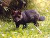 Darwin's Fox, Darwin's Zorro (Pseudalopex fulvipes) - Wiki