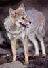 Hoary Fox (Pseudalopex vetulus) - Wiki
