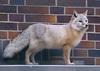 Corsac Fox (Vulpes corsac) - Wiki