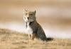 Tibetan Fox (Vulpes ferrilata) - Wiki