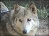 Himalayan Wolf (Canis himalayaensis) - Wiki