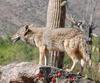 Mearns Coyote (Canis latrans mearnsi) - Wiki