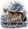 Falkland Island Fox, Antarctic Wolf (Dusicyon australis) - Wiki