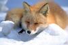 Red Fox (Vulpes vulpes) - Wiki
