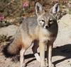 Swift Fox (Vulpes velox) - Wiki