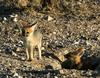 Cape Fox (Vulpes chama) juveniles