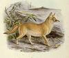 Pale Fox (Vulpes pallida) - Wiki