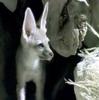 Blanford's Fox (Vulpes cana) - Wiki