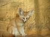 Fennec Fox (Vulpes zerda) - Wiki