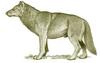 Dire Wolf (Canis dirus), extinct - Wiki