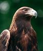 Golden Eagle (Aquila chrysaetos) - Wiki