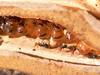 Honeypot Ant - Wiki