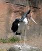 Marabou Stork (Leptoptilos crumeniferus) - Wiki