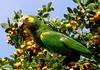 Yellow-shouldered Amazon (Amazona barbadensis) - Wiki