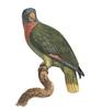 Red-necked Amazon (Amazona arausiaca) - Wiki