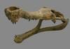 Skull of Sarcosuchus imperator, fossil