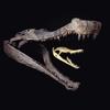 Comparison of Skulls of SuperCroc, Sarcosuchus imperator, and modern crocodile